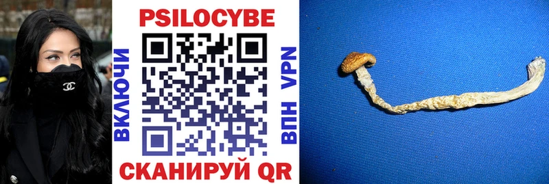 как найти закладки Буйнакск Псилоцибиновые грибы Magic Shrooms